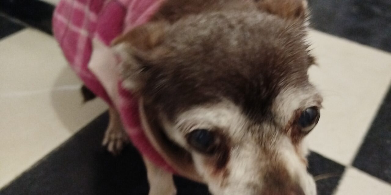 Análisis completo de la salud de Canela