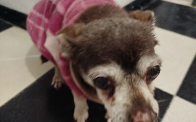 Análisis completo de la salud de Canela