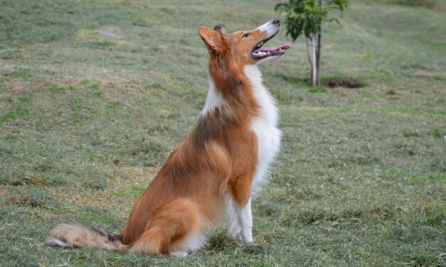 Análisis completo de la salud de Max