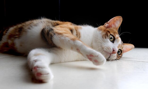 Análisis completo de la salud de Nala