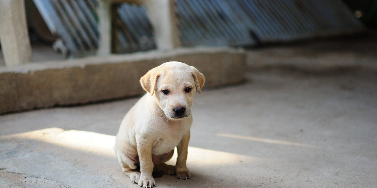 Análisis completo de la salud de Toby