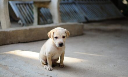 Análisis completo de la salud de Toby