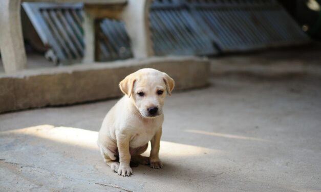 Análisis completo de la salud de Toby
