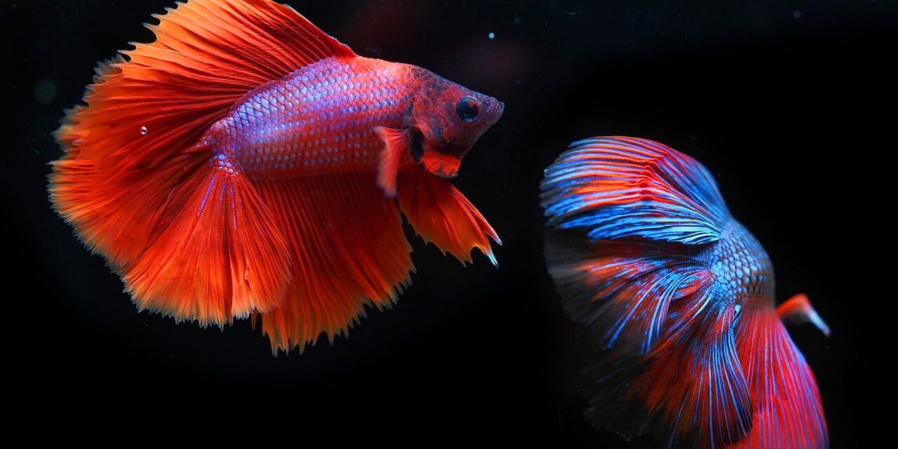 Análisis completo de la salud de Neo